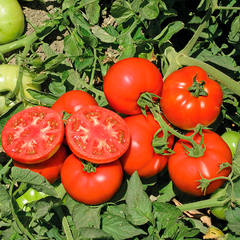 Семена томата(помидора) Терра Котта F1, 10 шт
