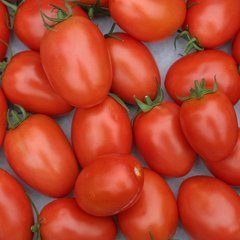 Насіння томату (помідора) Лагідний