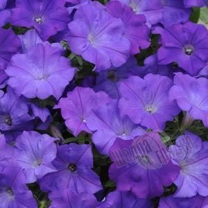 Насіння квітів петунії ампельної Шок Вейв F1, 50 шт (драже), денім