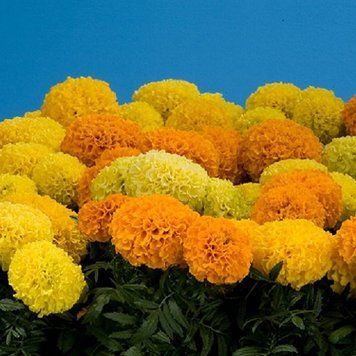 Семена цветов бархатцев Поллюкс, 0,1 г, смесь