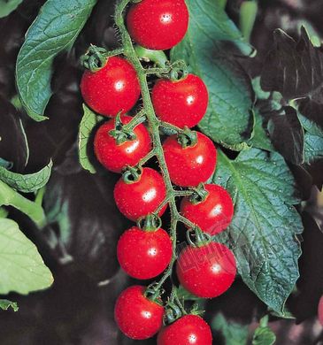 Насіння томату (помідора) Гармоні F1