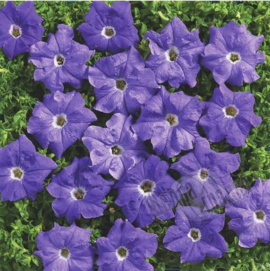 Семена цветов петунии грандифлоры Надее F1, 500 шт. (драже), голубой