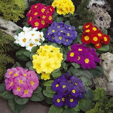 Семена цветов примулы крупноцветковой Орион F1