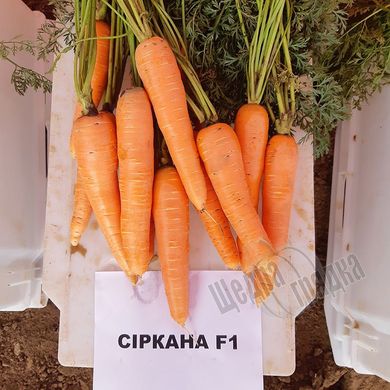 Семена моркови Сиркана F1