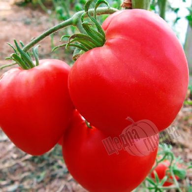 Семена томата (помидора) Бычье сердце (SAIS), 5 г