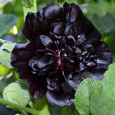 Насіння квітів мальви Багіра, 0,5 г., чорний