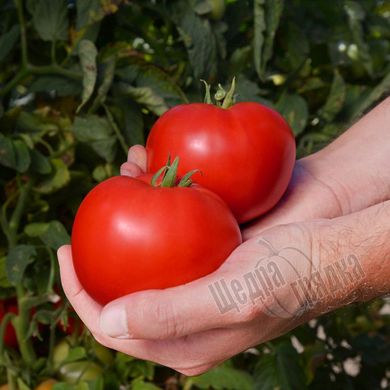 Семена томата (помидора) Рихам F1