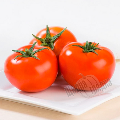 Насіння томату (помідора) Терра Котта F1, 10 шт