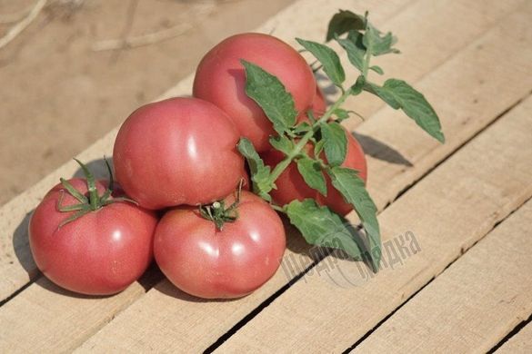 Семена томата (помидора) Хеппинет F1