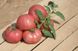 Насіння томату (помідора) Хепінет F1