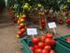 Семена томата (помидора) Махитос F1