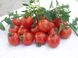 Насіння томату (помідора) Гармоні F1