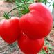 Семена томата (помидора) Бычье сердце (SAIS), 5 г