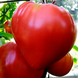 Насіння томату (помідора) Волове серце (SAIS), 5 г