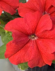 Насіння квітів петунії грандіфлори Танго F1, 20 шт (драже), червоний