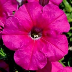 Насіння квітів петунії мультифлори Ура F1, 1000 шт (драже), рожевий