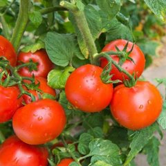 Насіння томату (помідора) Санька (Імперія Насіння), 5 г