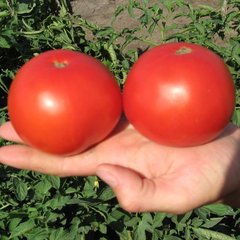 Семена томата (помидора) Багира F1