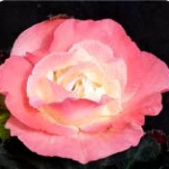 Семена цветов бегонии клубневой Лимитлесс F1, 100 шт, лососево-розовый