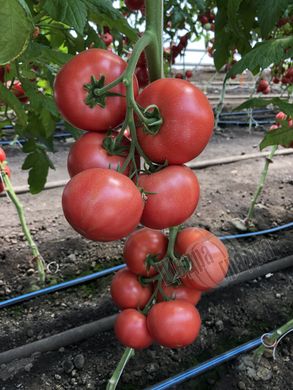Насіння томату (помідора) Мануса F1