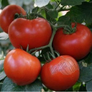 Насіння томату (помідора) Багіра F1