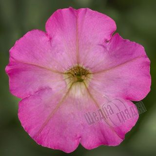 Семена цветов петунии мультифлоры Флеш Форвард F1, 100 шт (драже), пинк глоу