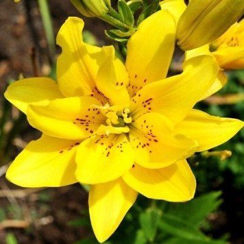 Цибулини лілії Сандью (Sundew), 1 шт.