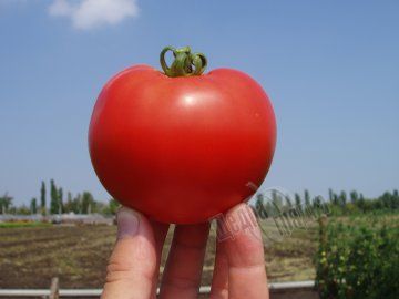 Семена томата (помидора) Багира F1