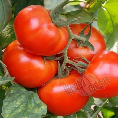 Семена томата (помидора) Мобил, 5 г