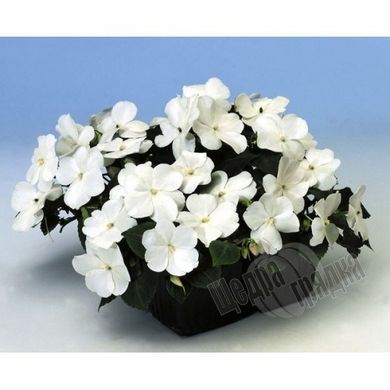 Насіння квітів бальзаміну Баланс F1, 100 шт, білий