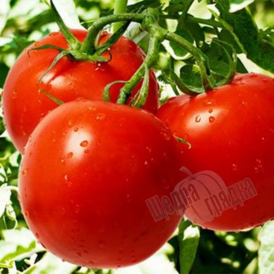 Семена томата (помидора) Ляна красный (Смачный), 0,2 г