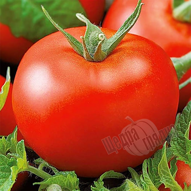 Насіння томату (помідора) Мобіл, 5 г