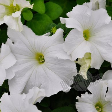 Семена цветов петунии грандифлоры Фалкон F1, 1000 шт (драже), белый
