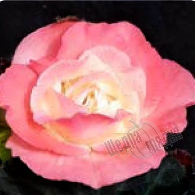 Насіння квітів бегонії бульбової Лімітлесс F1, 100 шт, лососево-рожевий