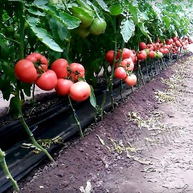 Семена томата (помидора) Мануса F1