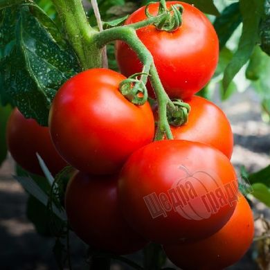 Насіння томату (помідора) Ляна червоний (Смачний), 0,2 г