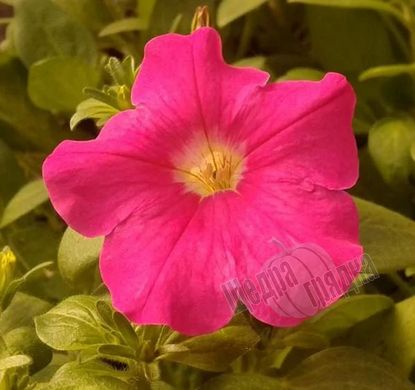 Семена цветов петунии грандифлоры Игл, 1000 шт (драже), розовый