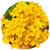 Насіння квітів ауринії
