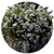 Насіння квітів бакопи (сутера)