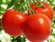 Насіння томату (помідора) Багіра F1