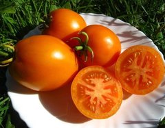 Насіння томату (помідора) Лисеня F1