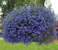 Семена цветов лобелии Палац, 1000 шт. (мультидраже), синий с глазком