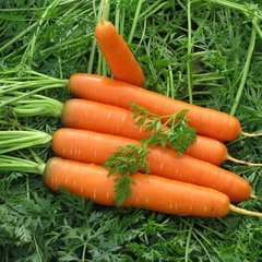 Семена моркови Сатурно F1, 25 000 шт
