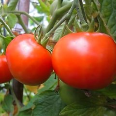Семена томата (помидора) Джина (Империя Семян), 5 г