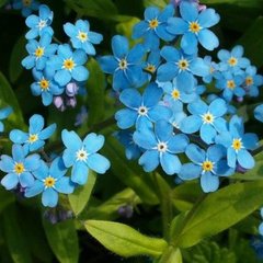 Насіння квітів незабудки альпійської, 5 г, синій