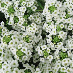 Насіння квітів алісуму Вандерленд, 1000 шт, білий