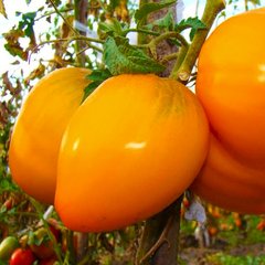 Насіння томату (помідора) Волове серце золотий, 0,1 г