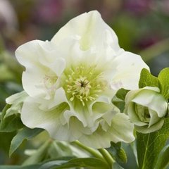Насіння квітів морозника Крістмас Карол, 50 шт, білий