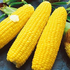 Семена кукурузы Тести Свит F1, 100 шт