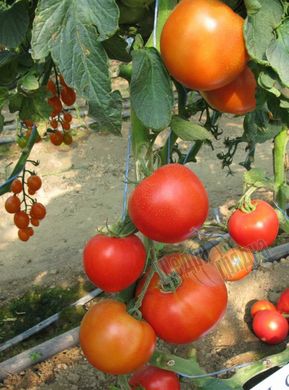 Семена томата (помидора) Эль Гордо F1